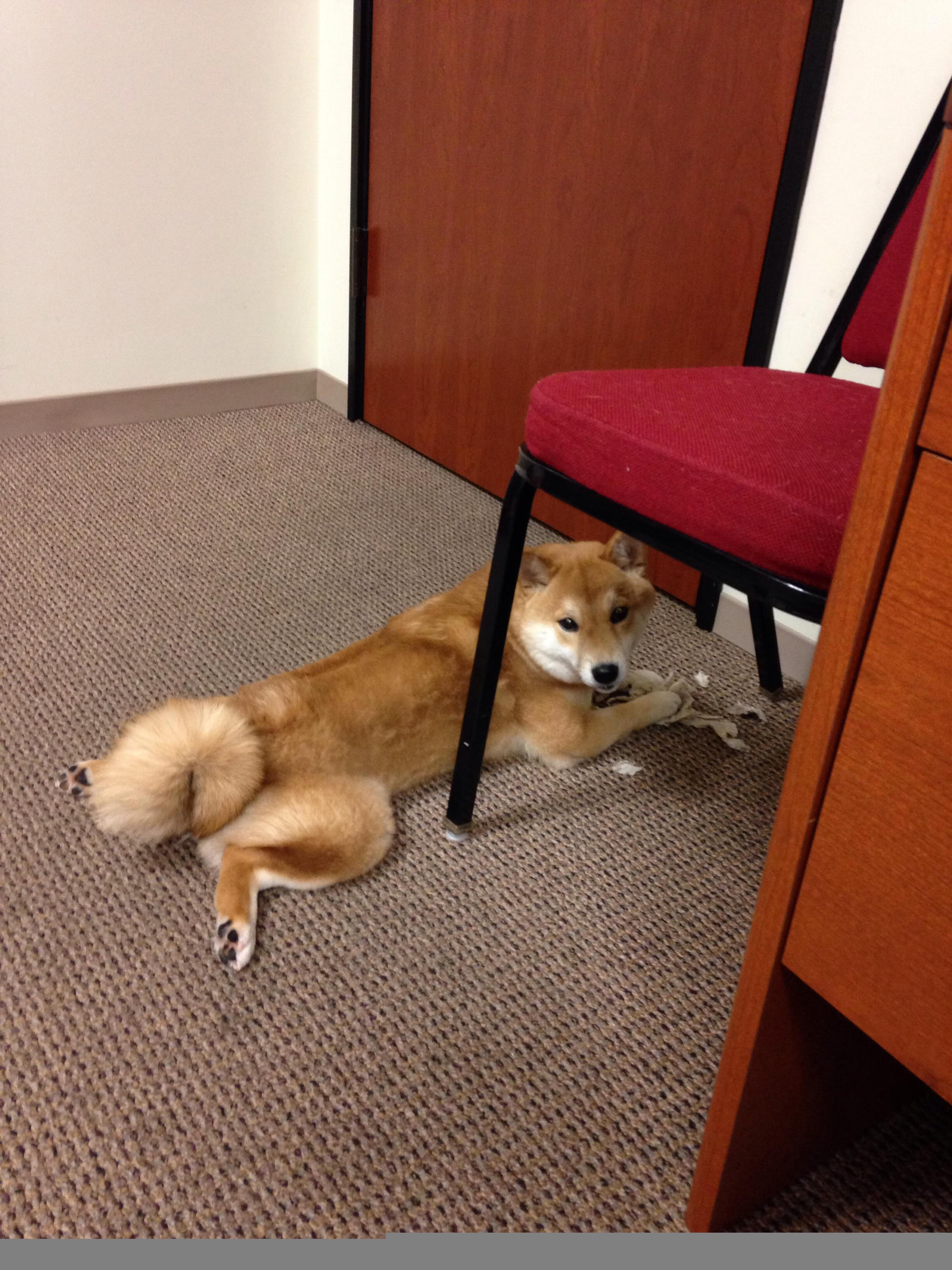 逆袭的齿轮,红牛二队如何用哈斯之矛刺穿宿命,佩雷兹火热状态改写中游格局