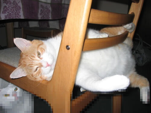 赛道与绿茵场,拜仁双线作战的全球竞速