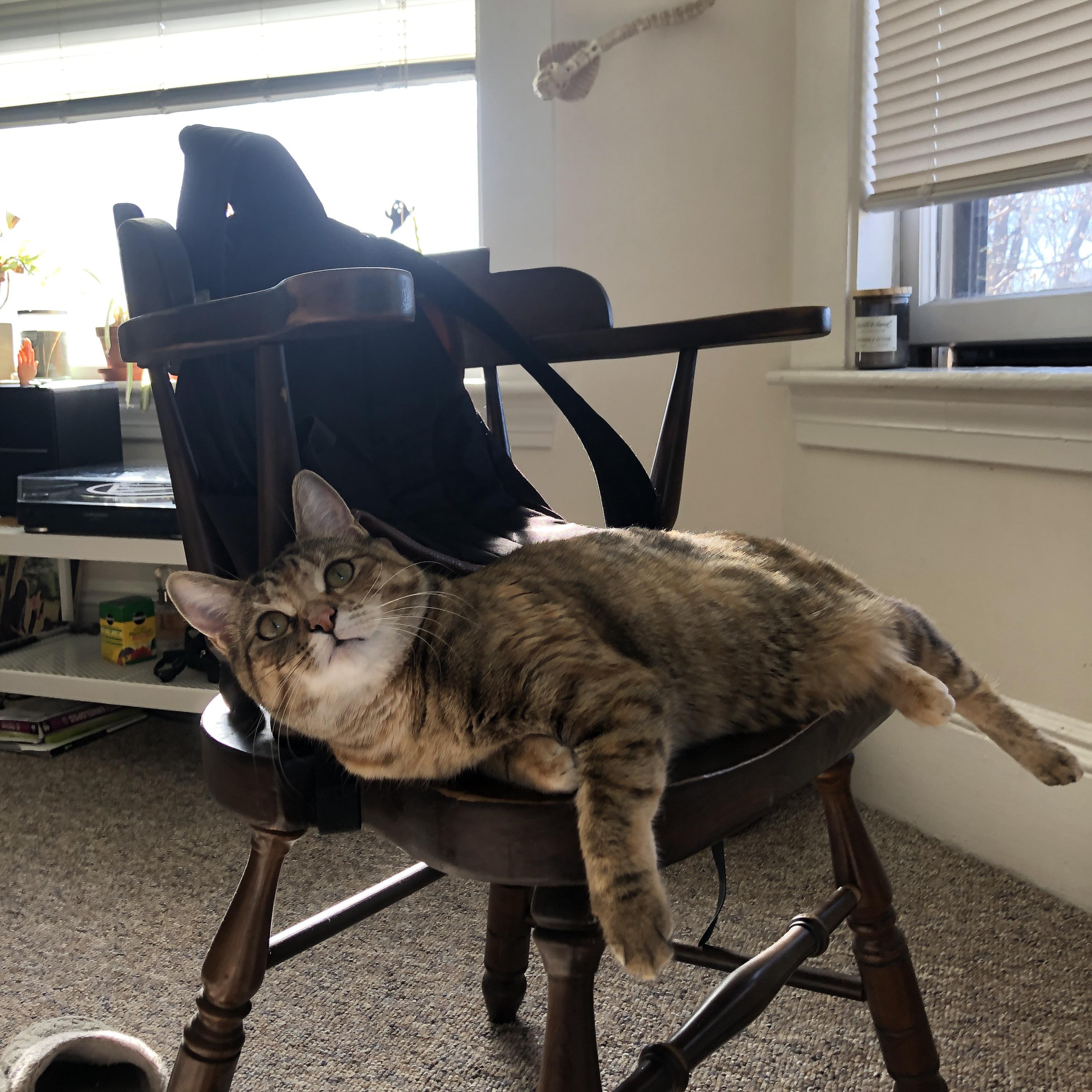 当风暴眼与冰面重叠,东契奇与鹈鹕的双重征服