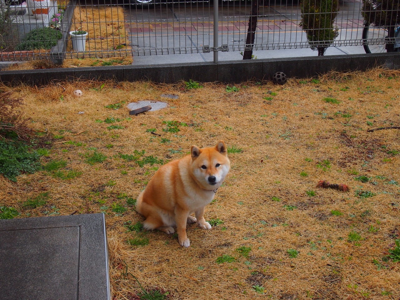 唯一性之光,芬兰在美加墨世界杯焦点战中完胜秘鲁的非凡故事