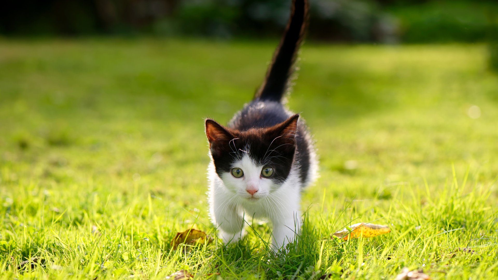风暴眼与数学家,凯恩末节接管,克罗地亚精密掌控那不勒斯