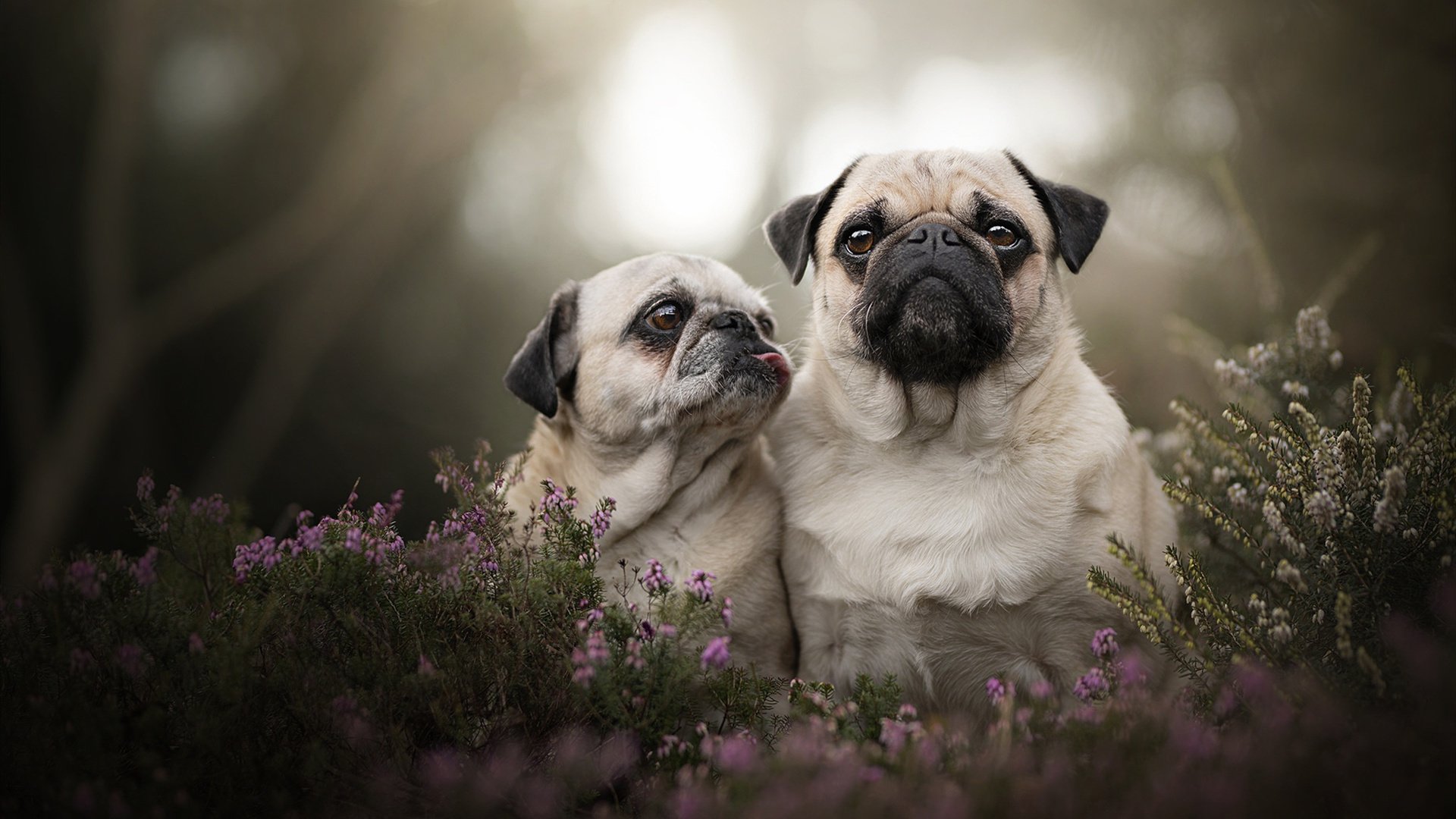 当东北虎遇上德州骑警，米切尔的40分，在另一个平行宇宙能吹响冲锋号吗？