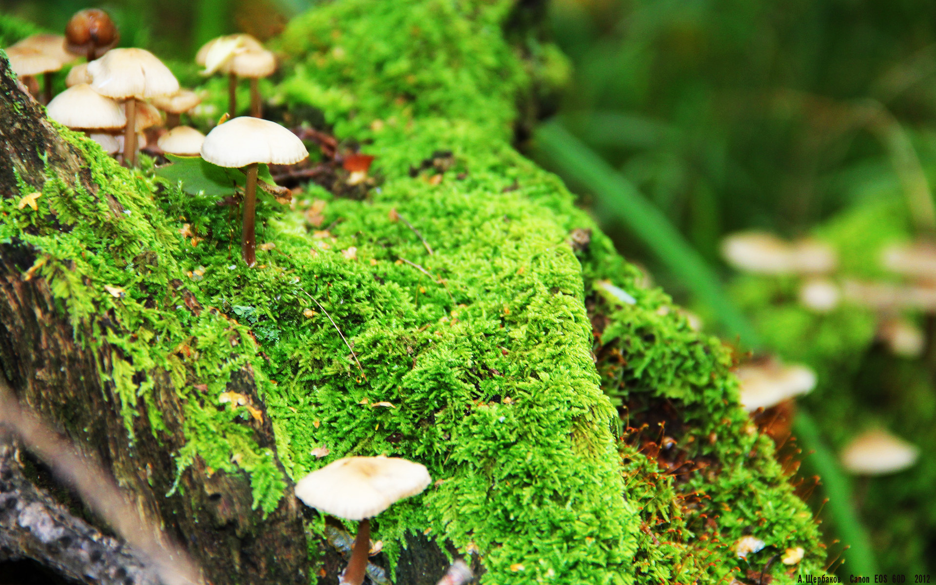 冷门与永恒的对决,当希腊神话照亮西甲国家德比