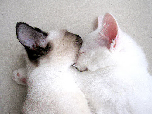 冰与火之歌,英格拉姆绝境封喉,公牛鏖战力克吉林