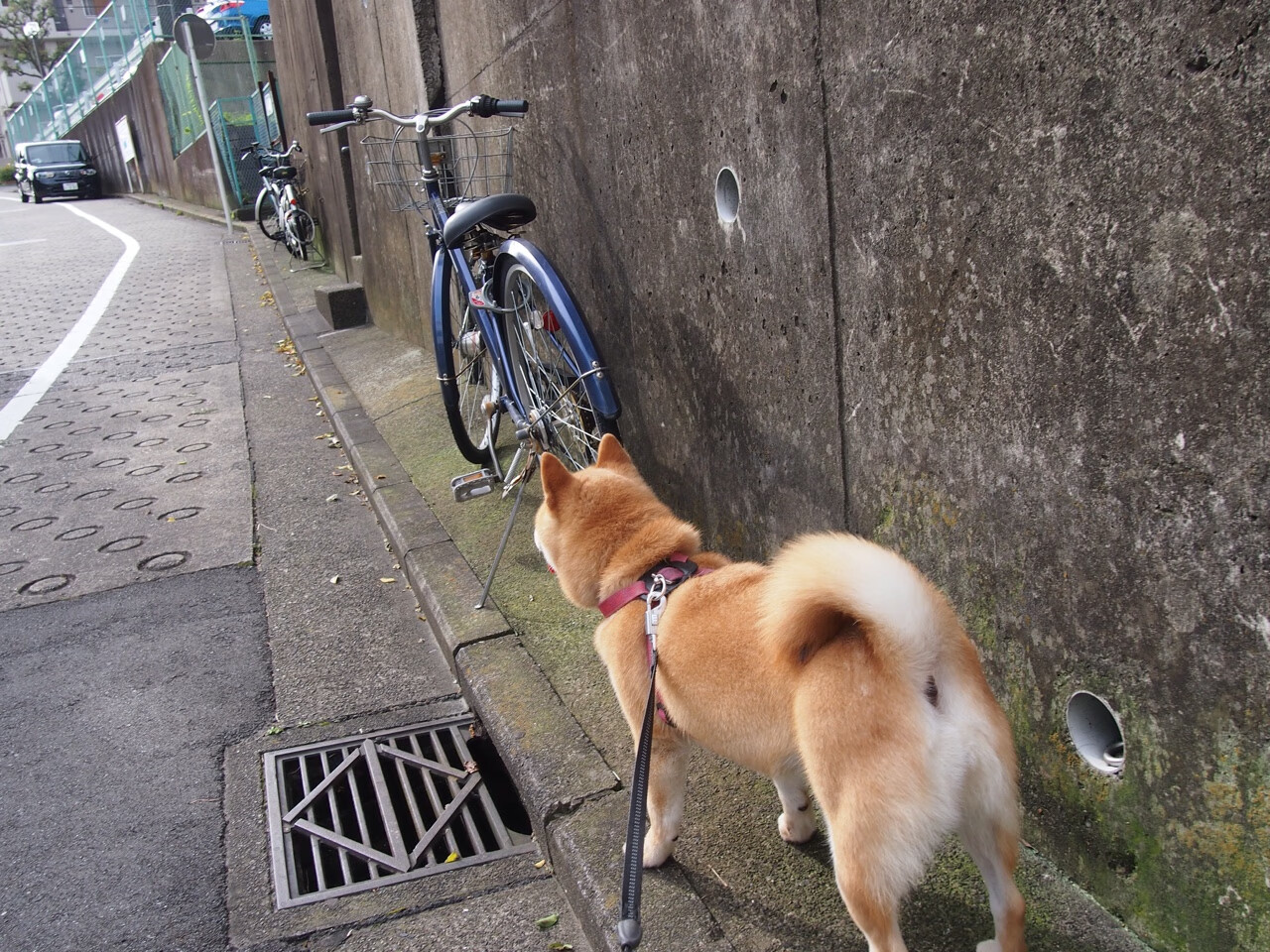 爱游戏娱乐-伊萨克降世临凡，威尔士闪电战击碎伊朗，北欧火枪手点燃红龙之魂