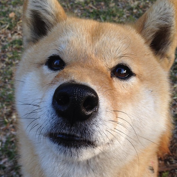 冰火交锋，阿根廷烈焰与芬兰极光下的F1终极血战