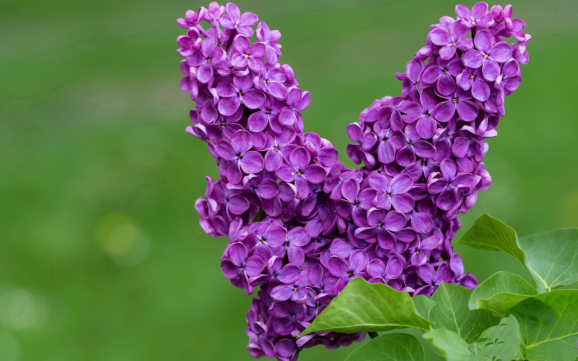 伯纳乌战场，卡马文加利刃出鞘！摩纳哥决胜局惊险带走贝蒂斯