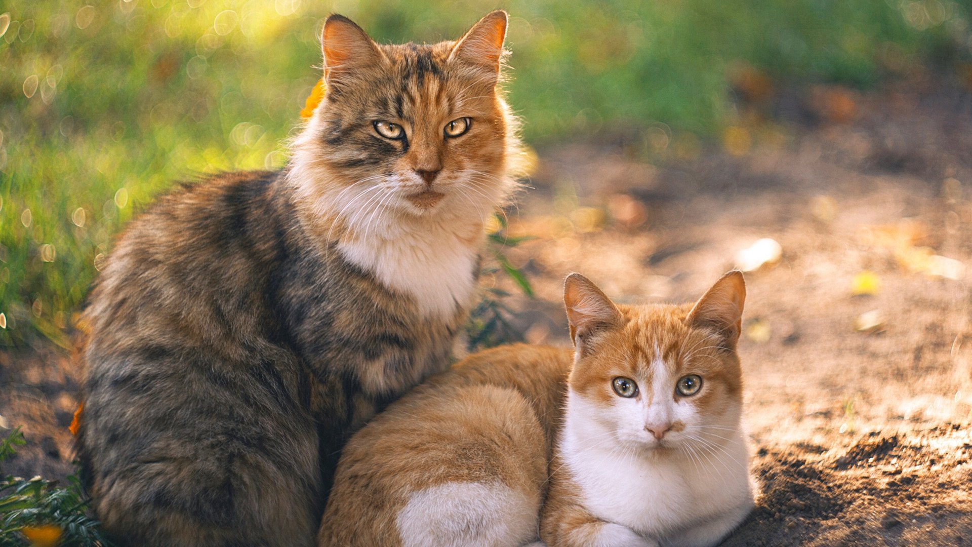 高原来客征服童话王国！莱奥关键一传一射助厄瓜多尔稳稳拿下丹麦